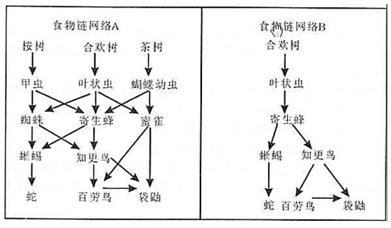 以下图表中的两个食物链网络，箭头从被吃的食物指向食物的获取者。叶状虫在食物链网络A和B中处于不同的位 