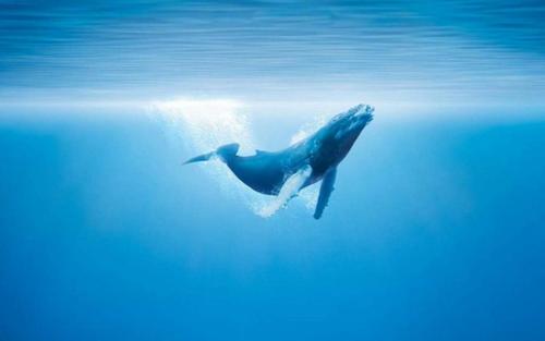 鲸落是世间最美的温柔  一念山河成 一念百草生 第1张