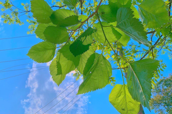 关于夏天干净温柔的说说句子   夏天唯美的说说句子 第1张